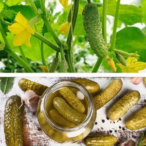 Gurken im Gewächshaus anbauen