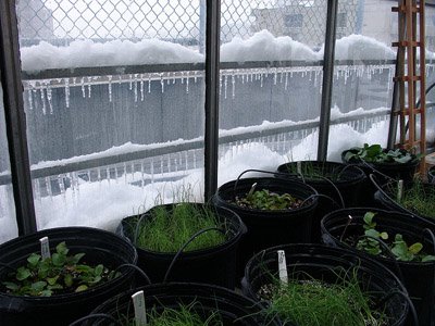 Pflanzen im frostfreien Gewächshaus